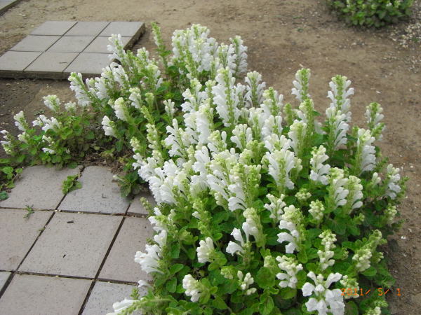 我が家の庭の花 タツナミソウ 立浪草 白