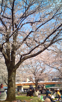 河川敷の桜