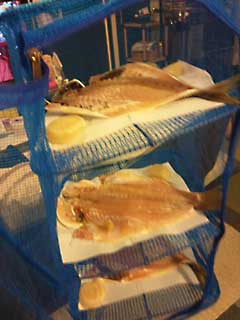 みよ、この魚の勇姿を!