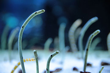 すみだ水族館のにょろにょろ