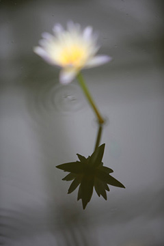 はーすー'%></img><%=image 3,'花風呂