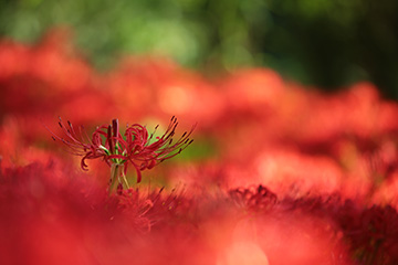 どうも、墓場の花という感じが'%></img><BR /><%=image 2,'家に持って帰ると火事になるとか'%><BR /><%=image 3,'花言葉自体は悪くないのにね