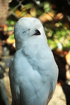 フクロウってかわいいよね'%><BR /><%=image 1,'エミュー'%><BR /><%=image 2,'アライグマもかわいい！