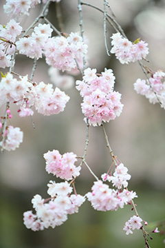 長瀞通り抜けの桜'%></img><BR /><%=image 3,'長瀞通り抜けの桜'%><BR /><%=image 4,'長瀞通り抜けの桜'%><BR /><%=image 5,'長瀞通り抜けの桜'%><BR /><%=image 6,'長瀞通り抜けの桜'%><BR /><%=image 7,'長瀞通り抜けの桜