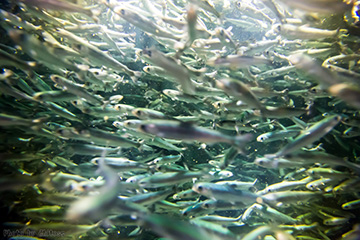 加茂水族館 鮭