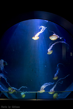 加茂水族館 クラゲ'%><br /><%=image 2,'加茂水族館 クラゲ'%><br /><%=image 3,'加茂水族館 クラゲ'%><br /><%=image 4,'加茂水族館 クラゲ'%><br /><%=image 5,'加茂水族館 クラゲ'%><br <%=image 6,'加茂水族館 クラゲ