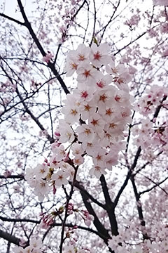 河川敷も桜満開