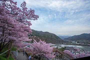 高遠城趾さくら祭り-城趾から高遠湖