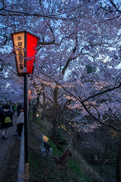 高遠城趾さくら祭り-ライトアップの始まり'%></img><BR><%=image 3,'高遠城趾さくら祭り-一番有名な構図'%><BR><%=image 4,'高遠城趾さくら祭り-モノクロにしてみた